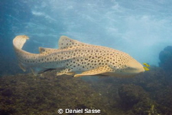Leopard (Zebra) Shark with Yellow Pilot Fish f/4.4 Exposu... by Daniel Sasse 